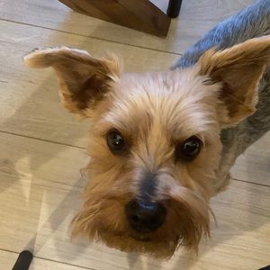 Meet your Posher, Nicholas